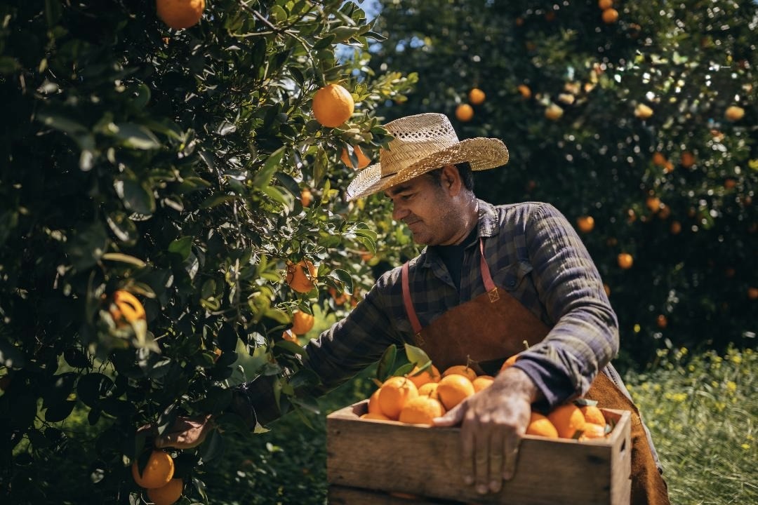 Farmer picking oranges in an orchard
